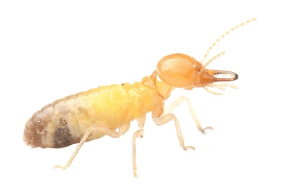 Les caractéristiques des Termites